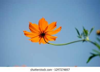 Starburst Flowers Orange Flower Background Flowers Stock Photo ...