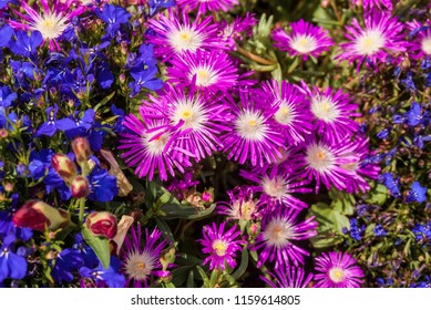 Starburst Ice Plant (Delosperma Floribunda) In Garden, Moscow Region, Russia