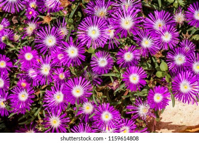 Starburst Ice Plant (Delosperma Floribunda) In Garden, Moscow Region, Russia