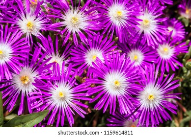 Starburst Ice Plant (Delosperma Floribunda) In Garden, Moscow Region, Russia