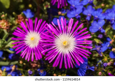 Starburst Ice Plant (Delosperma Floribunda) In Garden, Moscow Region, Russia