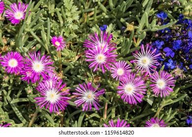 Starburst Ice Plant (Delosperma Floribunda) In Garden, Moscow Region, Russia