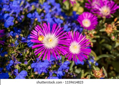 Starburst Ice Plant (Delosperma Floribunda) In Garden, Moscow Region, Russia