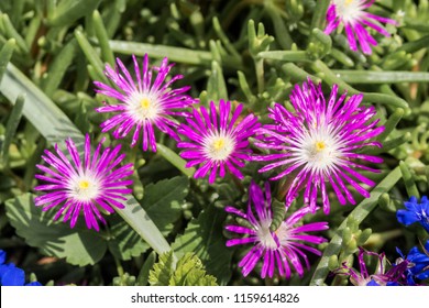 Starburst Ice Plant (Delosperma Floribunda) In Garden, Moscow Region, Russia