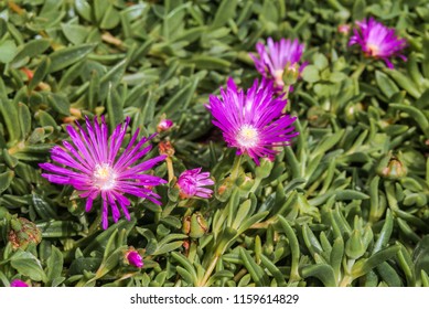 Starburst Ice Plant (Delosperma Floribunda) In Garden, Moscow Region, Russia