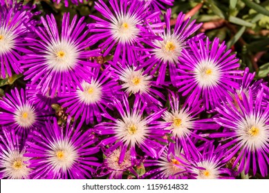 Starburst Ice Plant (Delosperma Floribunda) In Garden, Moscow Region, Russia