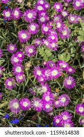 Starburst Ice Plant (Delosperma Floribunda) In Garden, Moscow Region, Russia