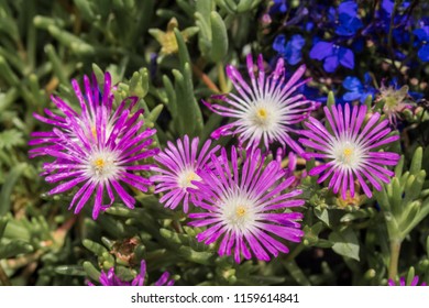 Starburst Ice Plant (Delosperma Floribunda) In Garden, Moscow Region, Russia