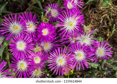 Starburst Ice Plant (Delosperma Floribunda) In Garden, Moscow Region, Russia