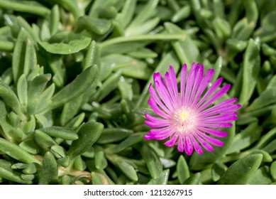 Starburst Ice Plant (Delosperma Floribunda) In Garden, Moscow Region, Russia