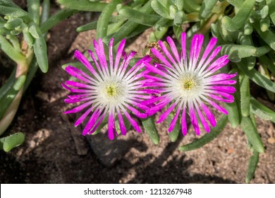 Starburst Ice Plant (Delosperma Floribunda) In Garden, Moscow Region, Russia