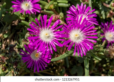 Starburst Ice Plant (Delosperma Floribunda) In Garden, Moscow Region, Russia