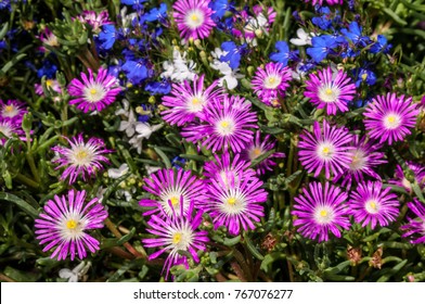 Starburst Ice Plant (Delosperma Floribunda) In Garden, Moscow Region, Russia