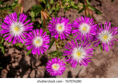 Starburst Ice Plant (Delosperma Floribunda) In Garden, Moscow Region, Russia