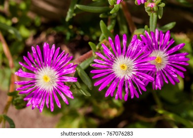 Starburst Ice Plant (Delosperma Floribunda) In Garden, Moscow Region, Russia