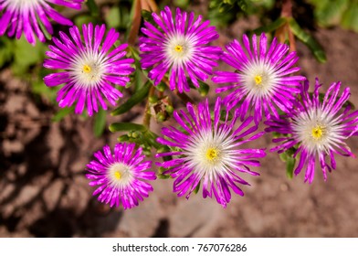 Starburst Ice Plant (Delosperma Floribunda) In Garden, Moscow Region, Russia