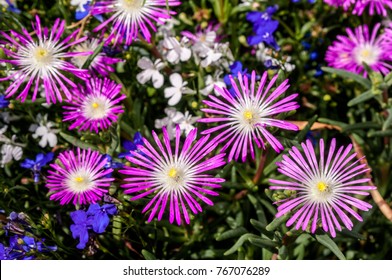 Starburst Ice Plant (Delosperma Floribunda) In Garden, Moscow Region, Russia