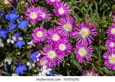 Starburst Ice Plant (Delosperma Floribunda) In Garden, Moscow Region, Russia