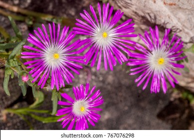 Starburst Ice Plant (Delosperma Floribunda) In Garden, Moscow Region, Russia