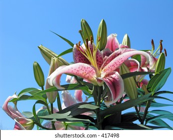 Starburst Lilies Against A Deep Blue Sky