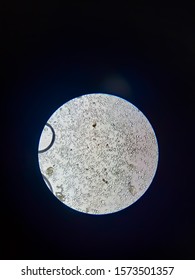 Starch Granules Of Ginger Under The Microscope