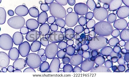 Starch granules of potato. Potato leucoplast contains starch. Stained by lugol iodine. 400x magnification with selective focus