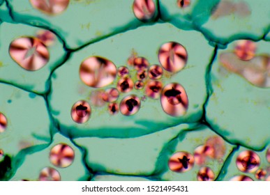 Starch in potato cells under the microscope, magnification 400x, polarized light