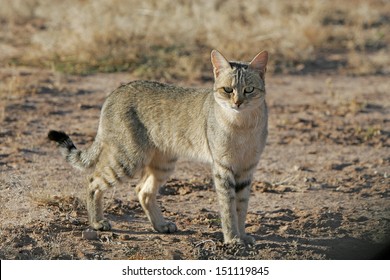 Stare Of African Wildcat