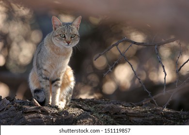 Stare Of African Wildcat