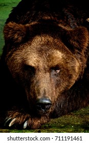 the stare of bear