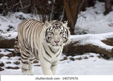 2,534 White Bengal Tiger Snow Images, Stock Photos & Vectors | Shutterstock