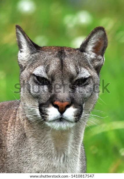 biggest puma