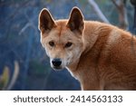 The stare of a dingo.