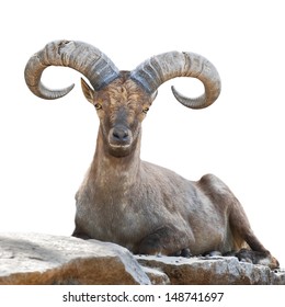 Stare of a mountain goat male. Closeup portrait, isolated on white background. Big rounded horns of wild hoofed animal