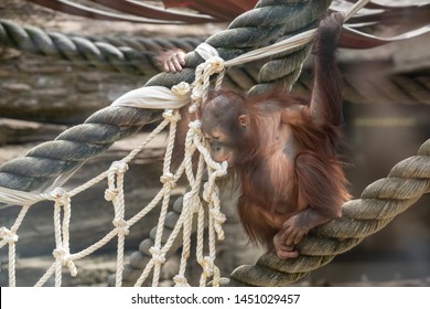 penisuri de orangutan)