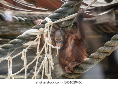 penisuri de orangutan