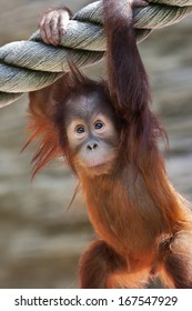 Stare of an orangutan baby, hanging on thick rope. A little great ape is going to be an alpha male. Human like monkey cub in shaggy red fur. 