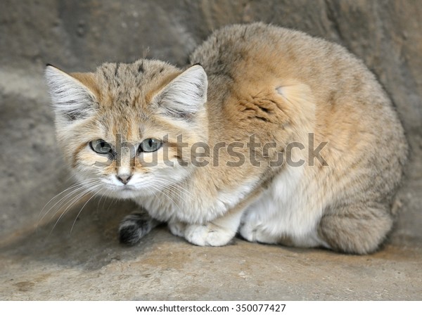 Stare of Sand Cat (Felis\
margarita)