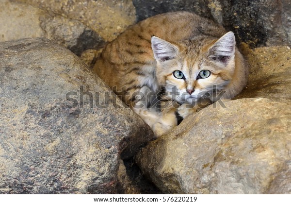 砂猫の視線 フェリス マルガリータ の写真素材 今すぐ編集