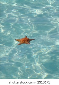 Starfish