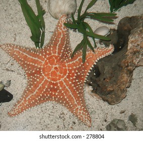 Starfish