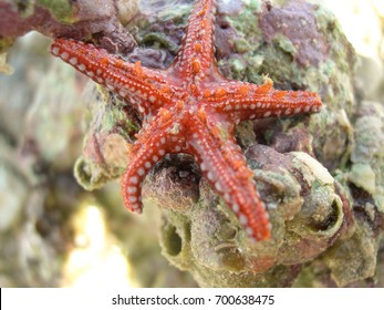 Starfish
