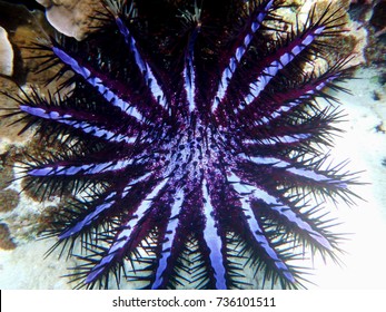 starfish