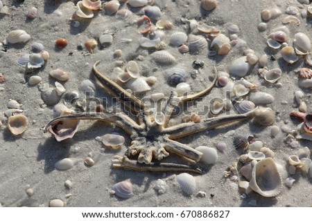 starfish
