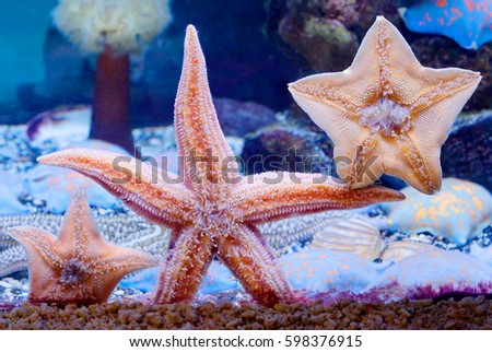 Starfish
All species of sea stars belong to the class of invertebrates and are representative of the type: 