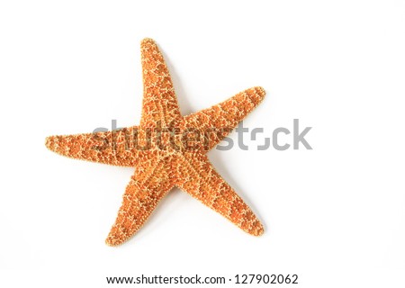 Starfish (Asterias rubens) from the North Sea isolated in front of white background