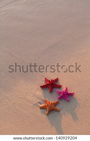 Similar – Sandy beach with starfish and snails