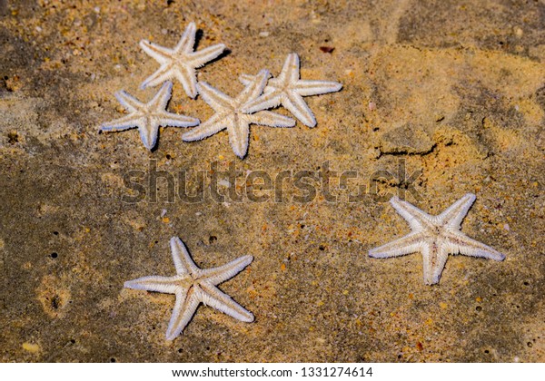 24 echte Seesterne in Dose ca 15 x 7 cm haltbar präpariert Starfish 