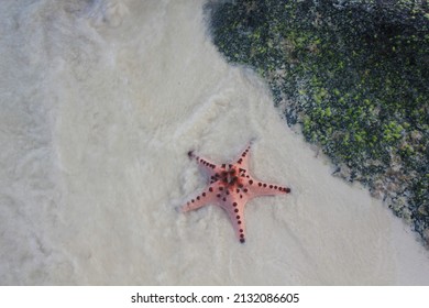 Starfish At The Beach. Starfish Are Marine Invertebrates.