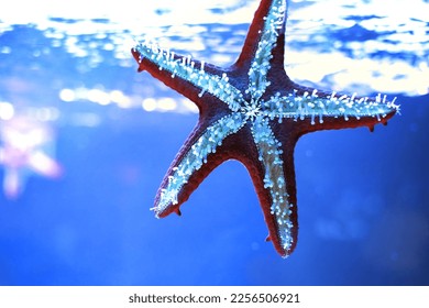 Starfish in blue water. Marine life. Bright summer background - Shutterstock ID 2256506921
